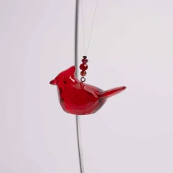 Cardinal Of Comfort