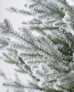 6Ft Snowy Norway Spruce Tree