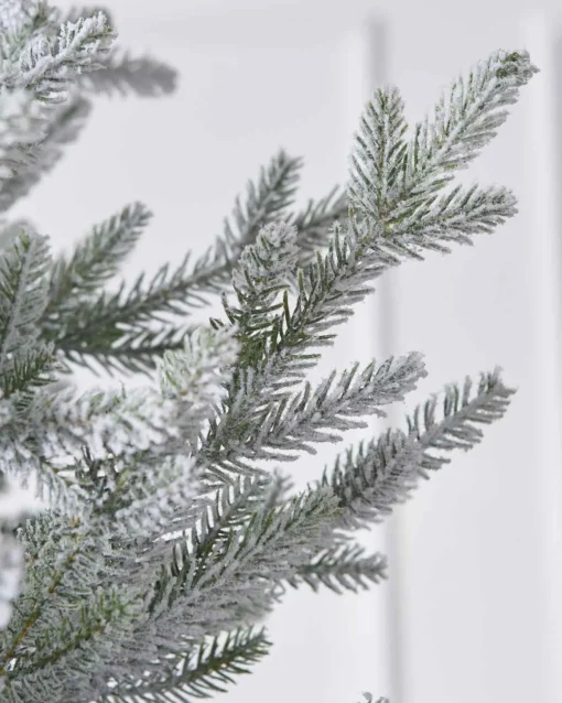 5Ft Snowy Norway Spruce Tree